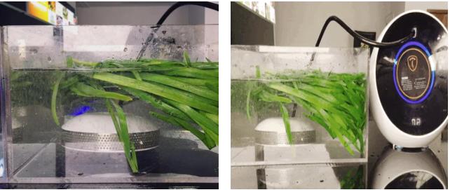 为什么孕妇更需要一台优食净食机？