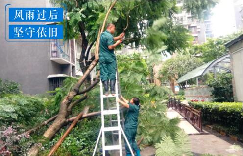 四川邦泰集团蝉联百强!2020年1-8月中国房企销售百强榜单发布