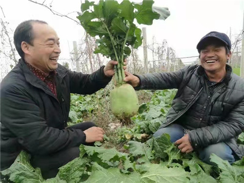 情洒帮扶路 不改赤子心 ——记已故商水县供电公司驻村第一书记王新奇